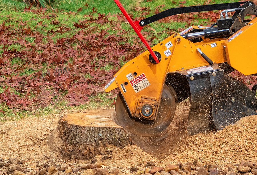 Stump Grinding A Tree Trunk - Close Up