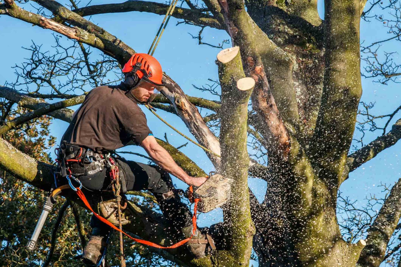 Tree-Service